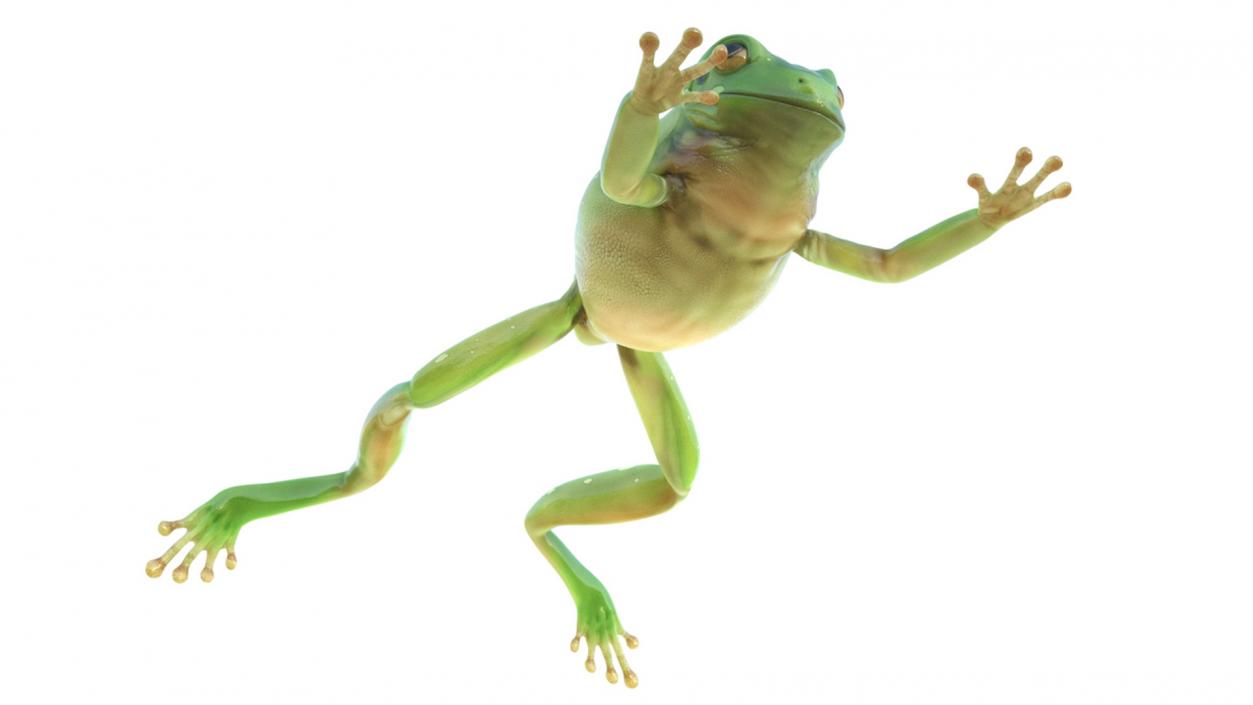 3D Realistic Australian Green Frog Rigged model