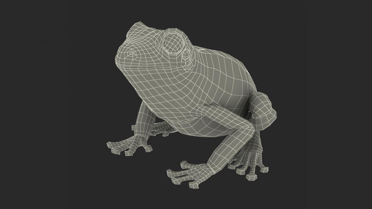 3D Realistic Australian Green Frog Rigged model