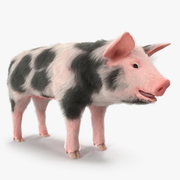 3D Pig Piglet Pietrain with Fur model