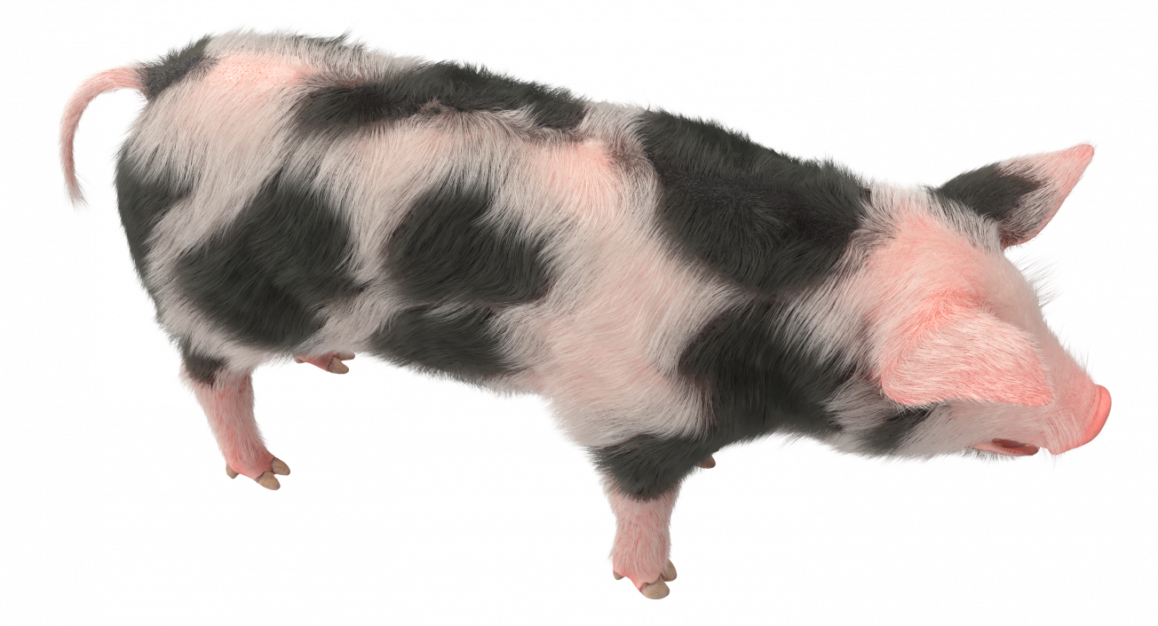 3D Pig Piglet Pietrain with Fur model