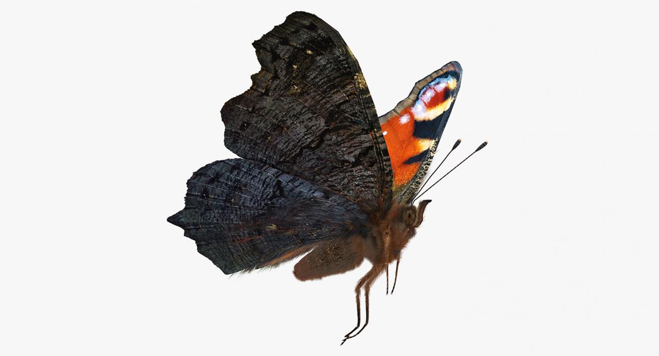 3D Peacock Butterfly Flying Pose with Fur model