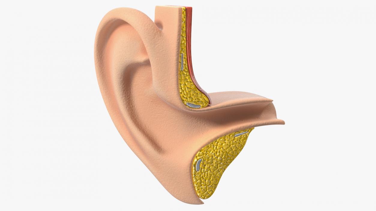 3D Ear Structure model