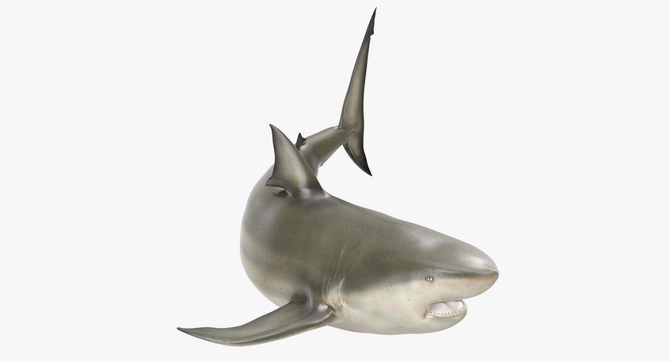 3D Rigged Sharks Collection 2