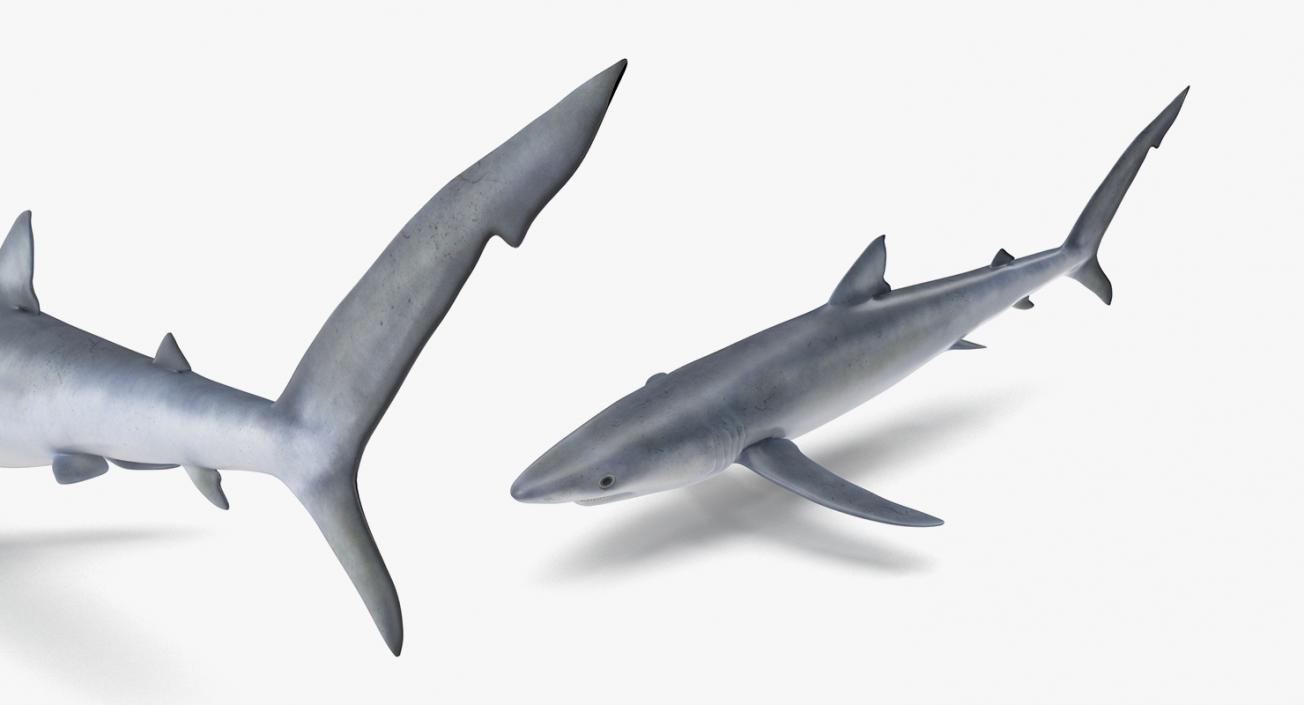 3D Rigged Sharks Collection 2