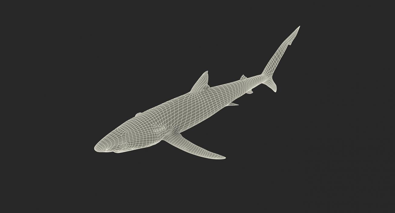 3D Rigged Sharks Collection 2