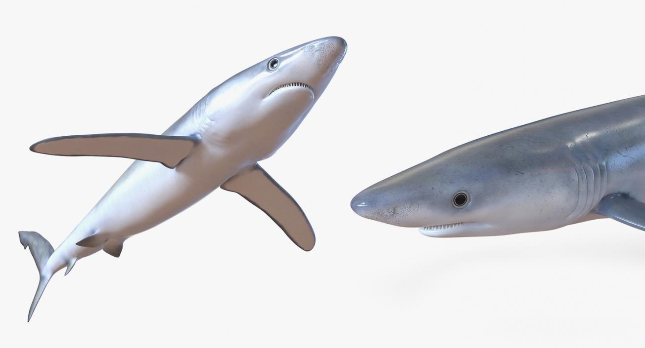 3D Rigged Sharks Collection 2