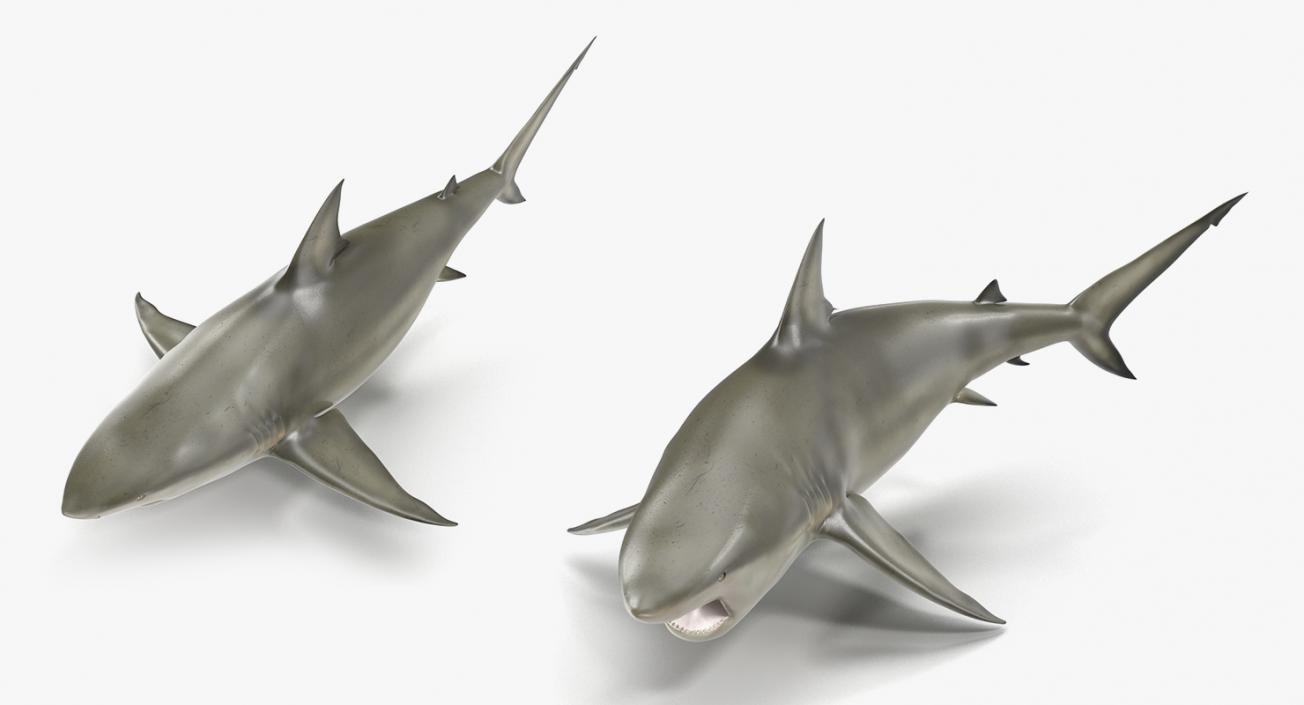 3D Rigged Sharks Collection 2