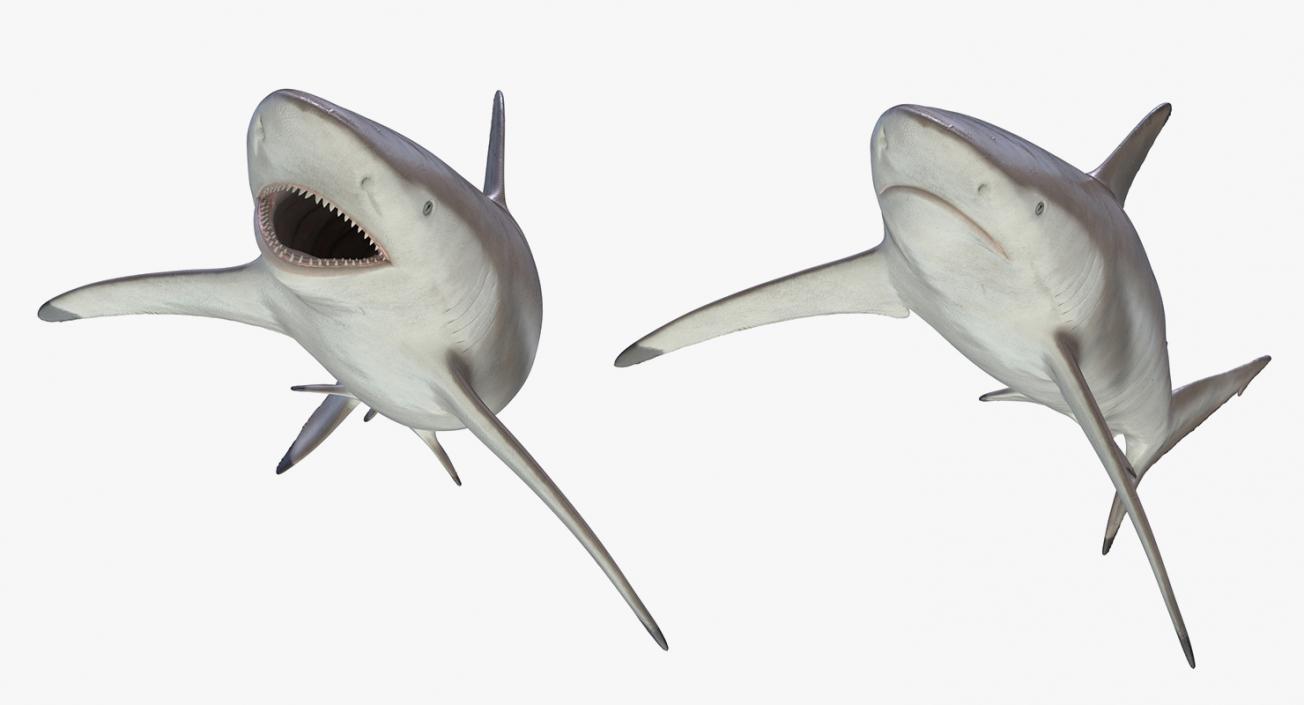 3D Rigged Sharks Collection 2