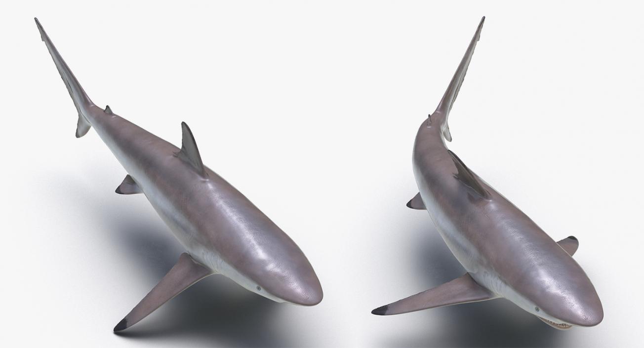 3D Rigged Sharks Collection 2