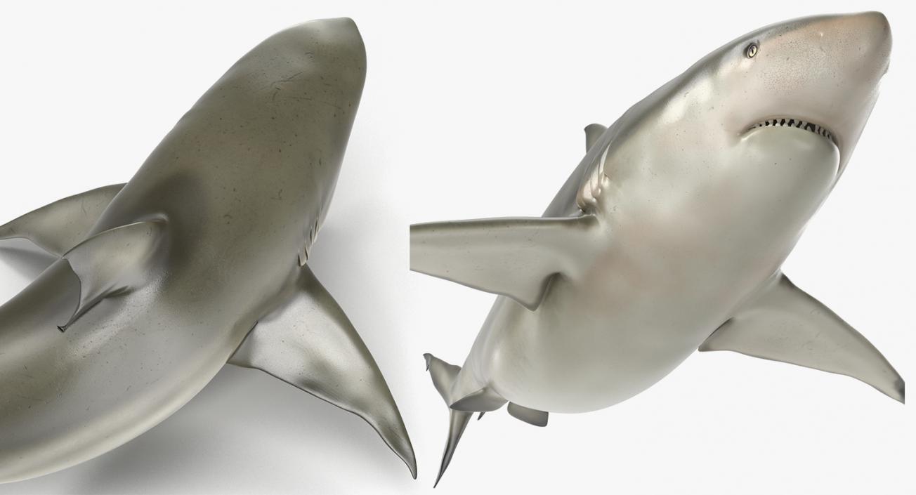 3D Rigged Sharks Collection 2