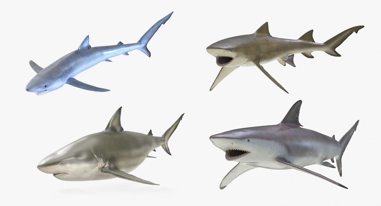 3D Rigged Sharks Collection 2