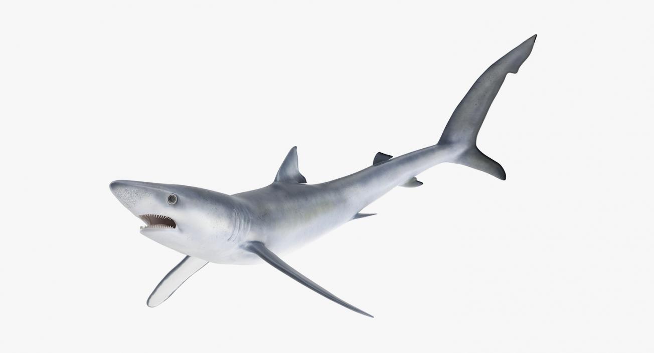 3D Rigged Sharks Collection 2