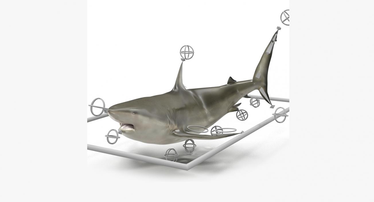 3D Rigged Sharks Collection 2