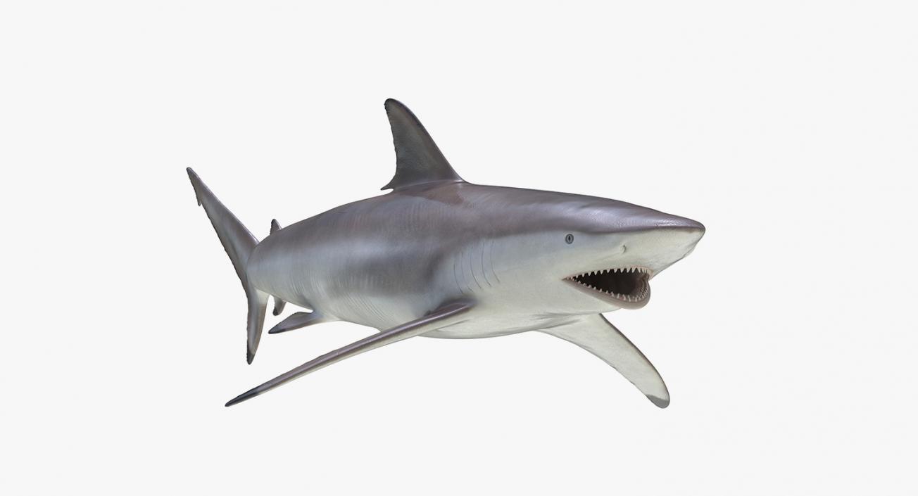 3D Rigged Sharks Collection 2