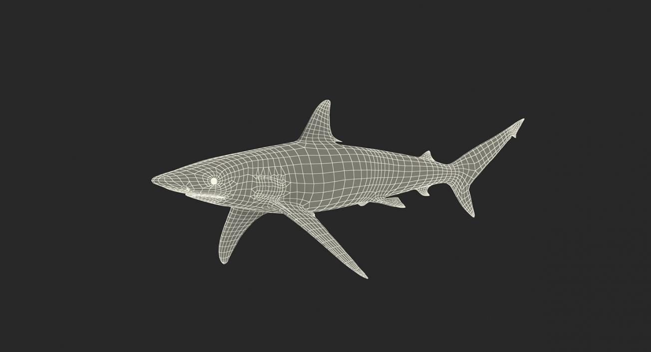 3D Rigged Sharks Collection 2