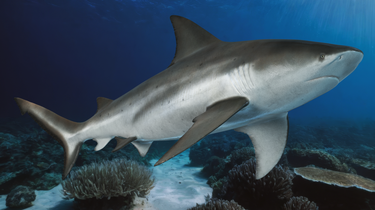 3D Bull Shark or Carcharhinus Leucas model