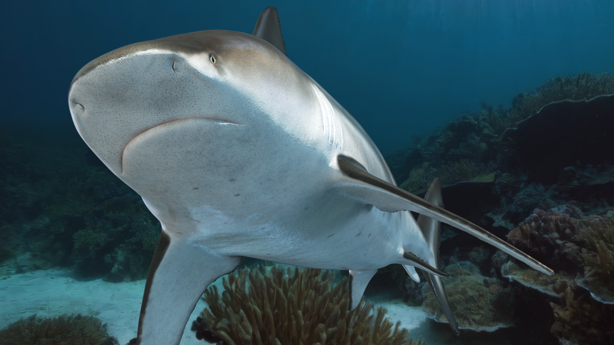 3D Bull Shark or Carcharhinus Leucas model