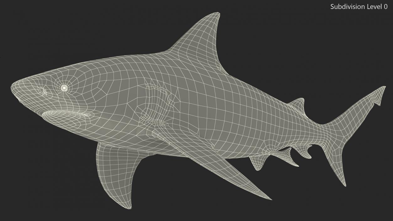 3D Bull Shark or Carcharhinus Leucas model