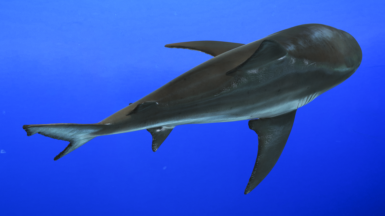 3D Bull Shark or Carcharhinus Leucas model