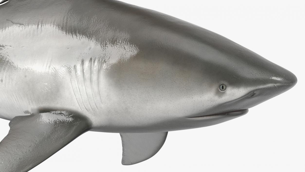 3D Bull Shark or Carcharhinus Leucas model