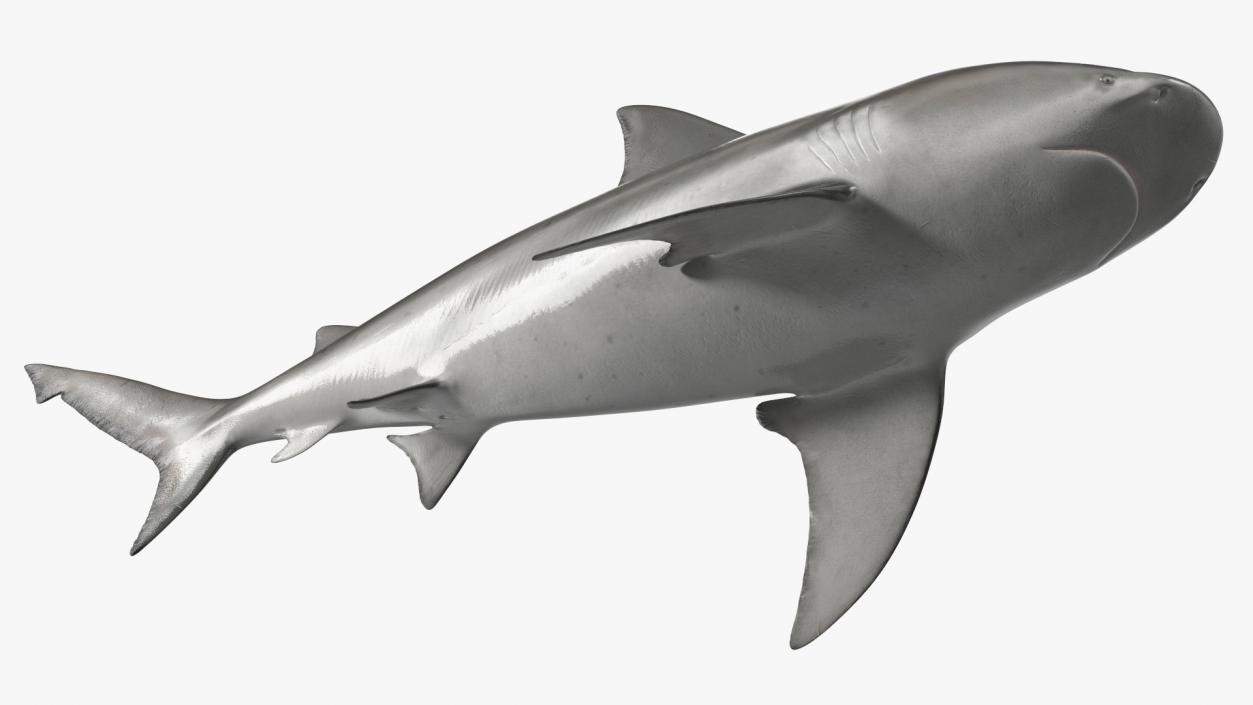 3D Bull Shark or Carcharhinus Leucas model