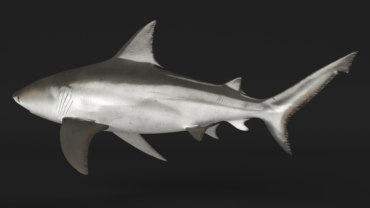 3D Bull Shark or Carcharhinus Leucas model