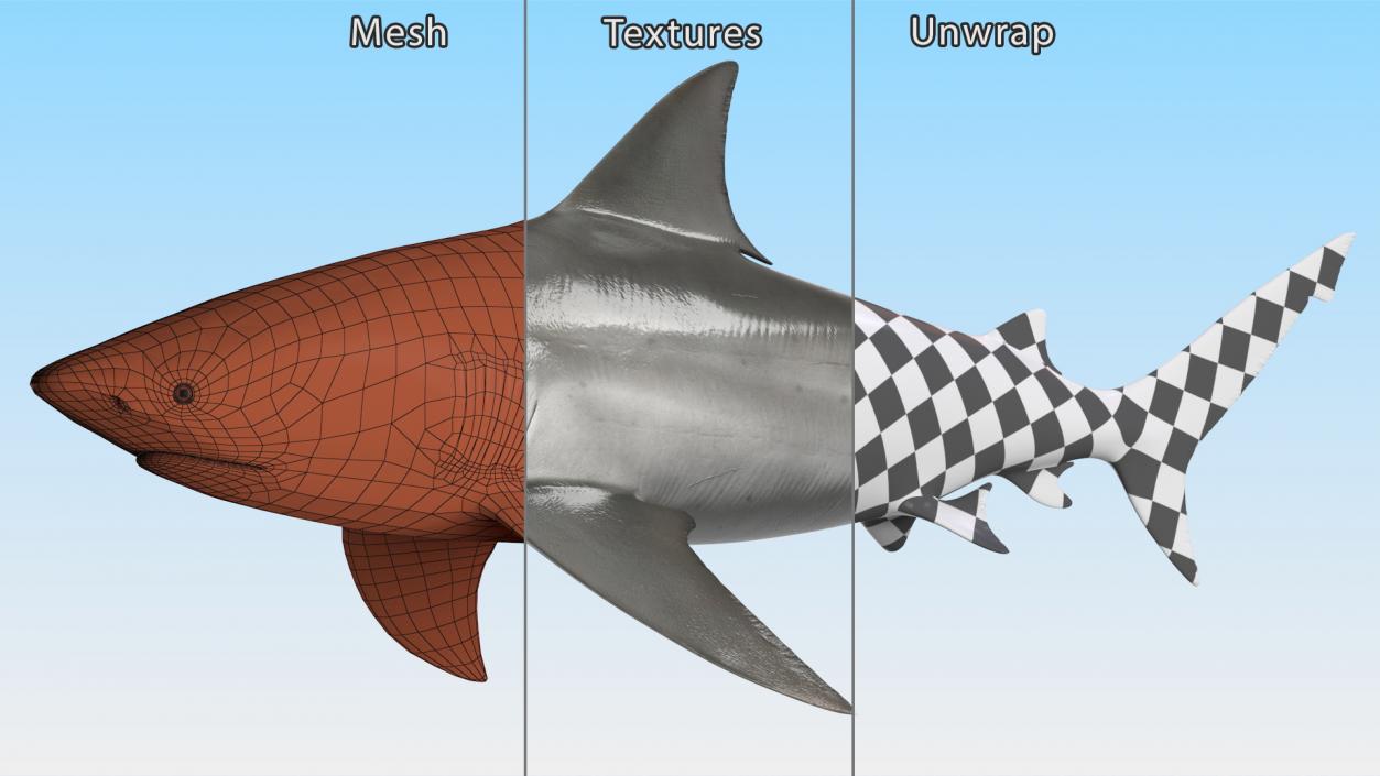 3D Bull Shark or Carcharhinus Leucas model