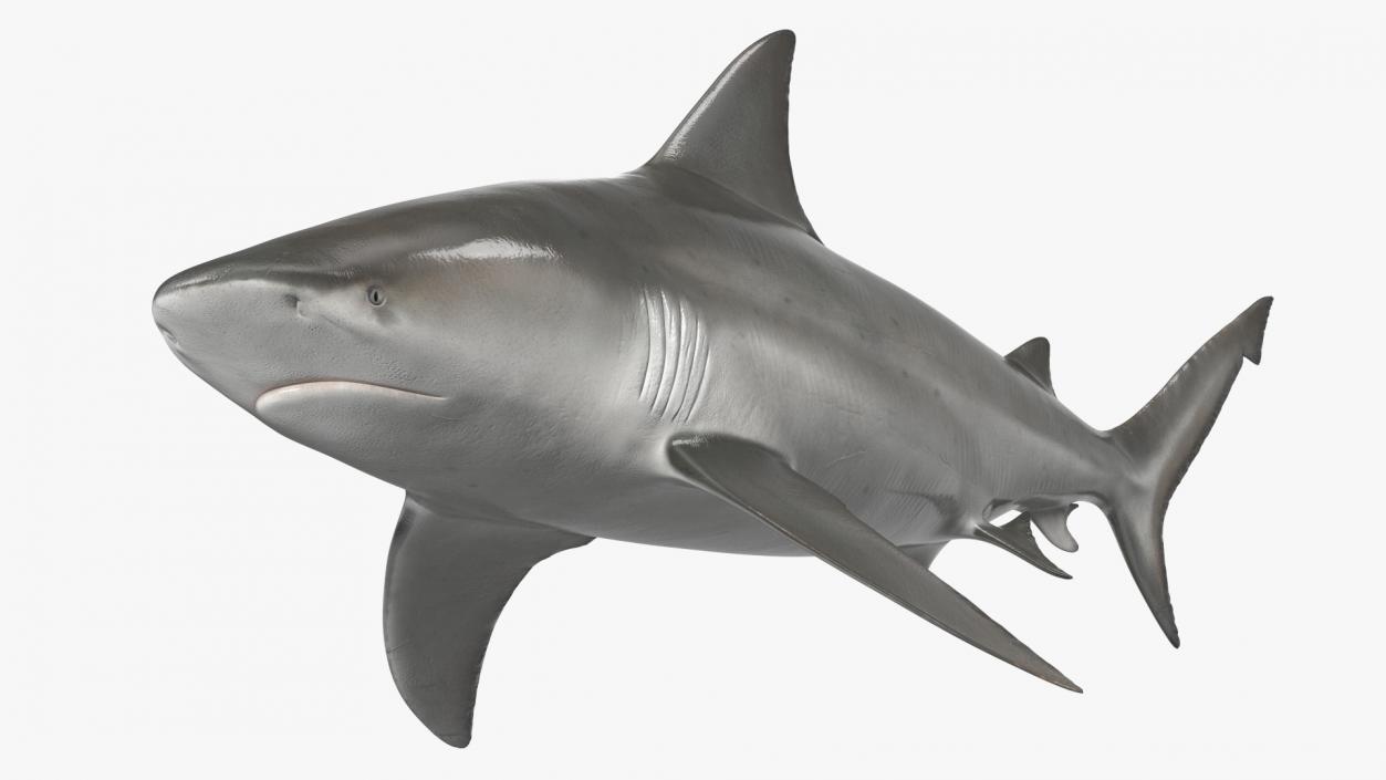 3D Bull Shark or Carcharhinus Leucas model