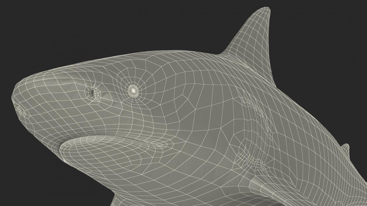 3D Bull Shark or Carcharhinus Leucas model