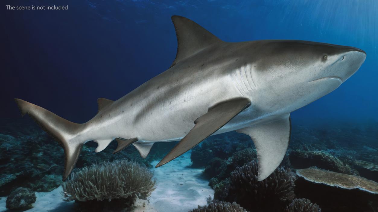 3D Bull Shark or Carcharhinus Leucas model