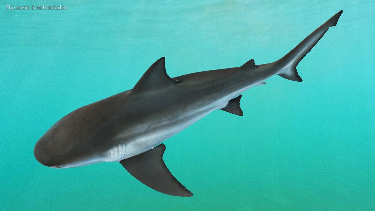 3D Bull Shark or Carcharhinus Leucas model