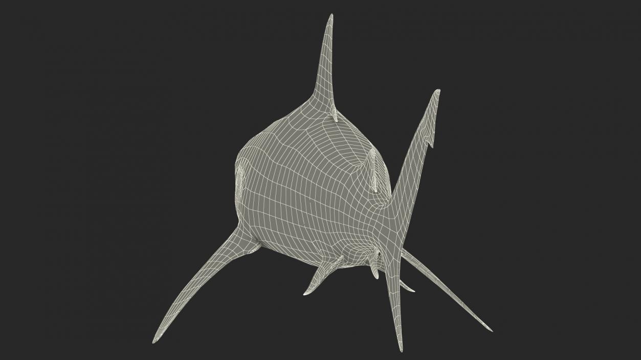 3D Bull Shark or Carcharhinus Leucas model