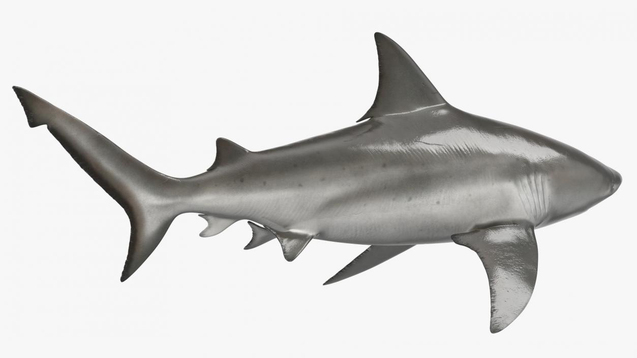 3D Bull Shark or Carcharhinus Leucas model