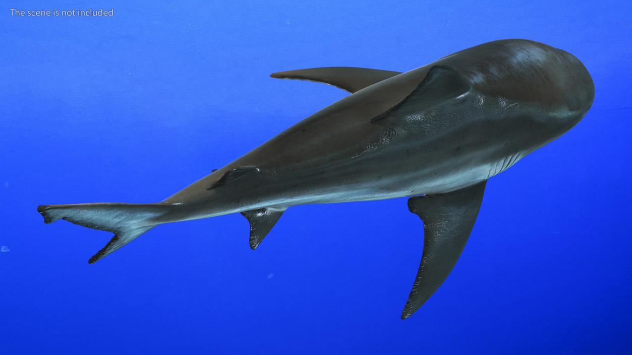 3D Bull Shark or Carcharhinus Leucas model