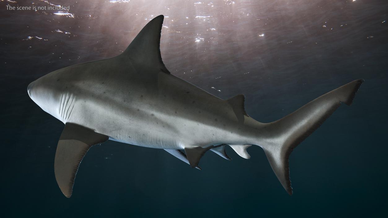 3D Bull Shark or Carcharhinus Leucas model