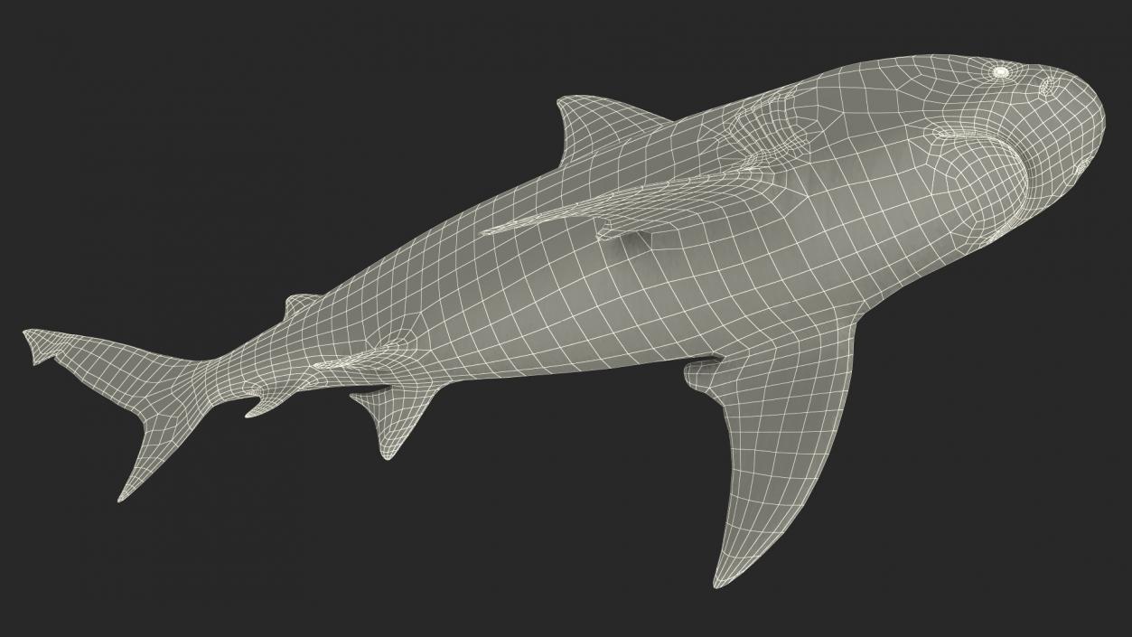 3D Bull Shark or Carcharhinus Leucas model