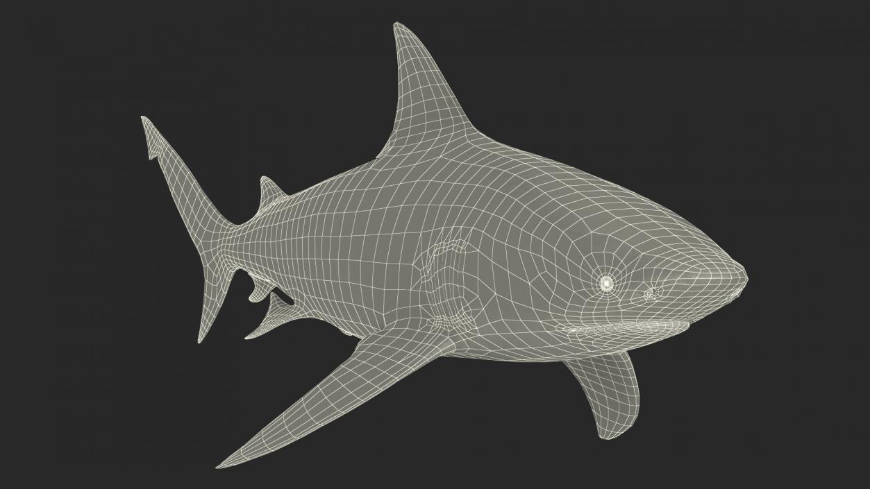 3D Bull Shark or Carcharhinus Leucas model