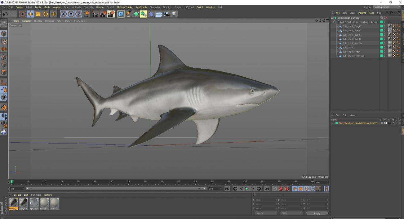 3D Bull Shark or Carcharhinus Leucas model