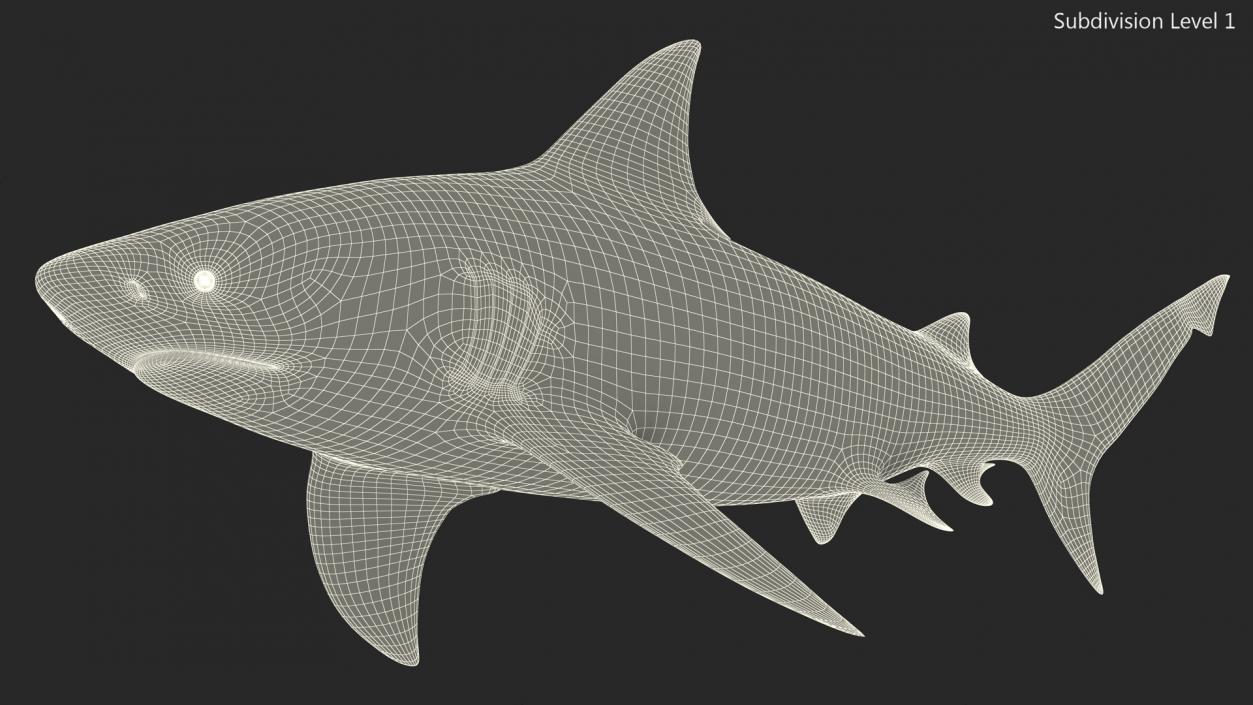 3D Bull Shark or Carcharhinus Leucas model