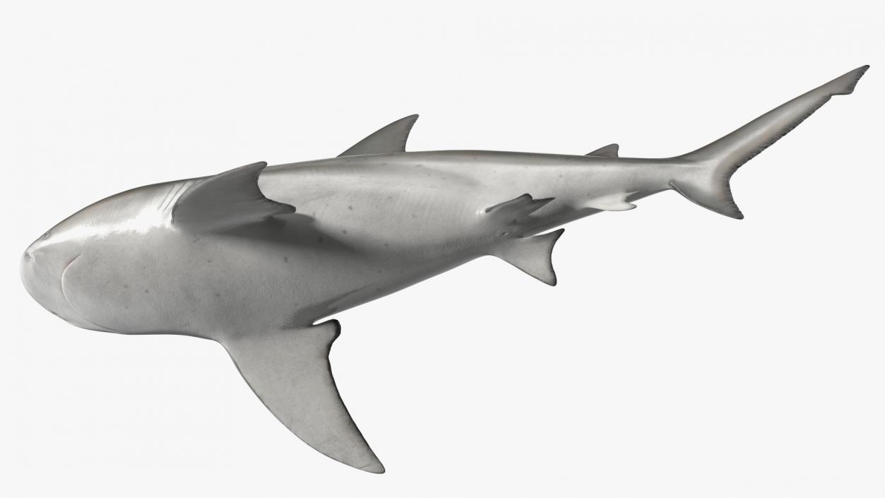 3D Bull Shark or Carcharhinus Leucas model