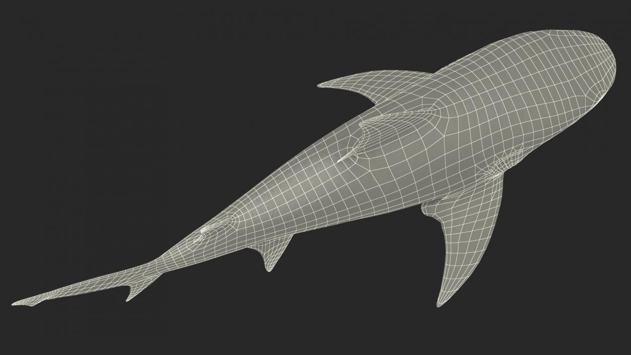 3D Bull Shark or Carcharhinus Leucas model