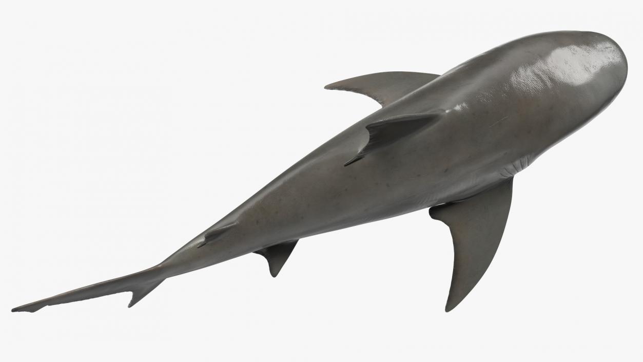 3D Bull Shark or Carcharhinus Leucas model