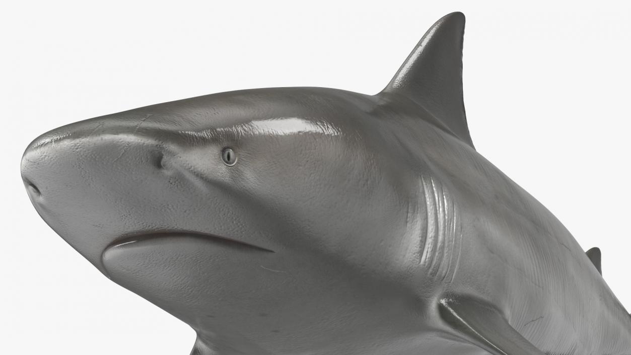 3D Bull Shark or Carcharhinus Leucas model