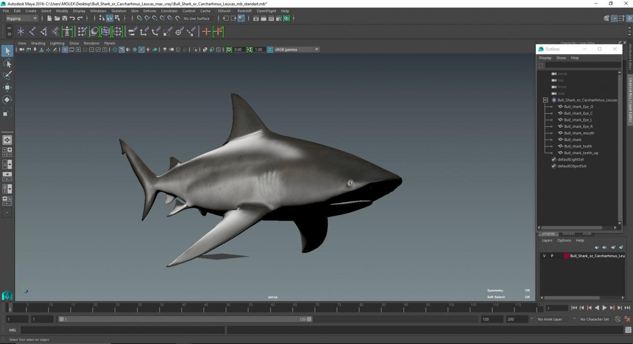 3D Bull Shark or Carcharhinus Leucas model