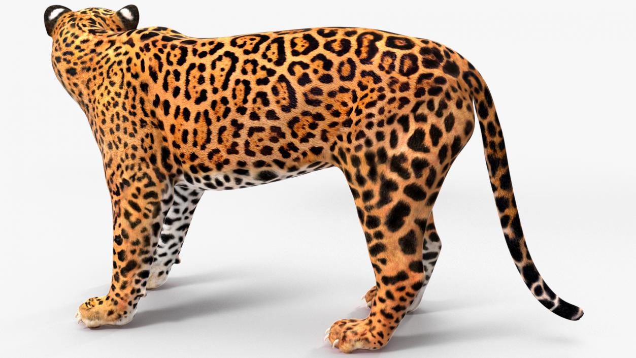 Jaguar Rigged for Cinema 4D 2 3D model