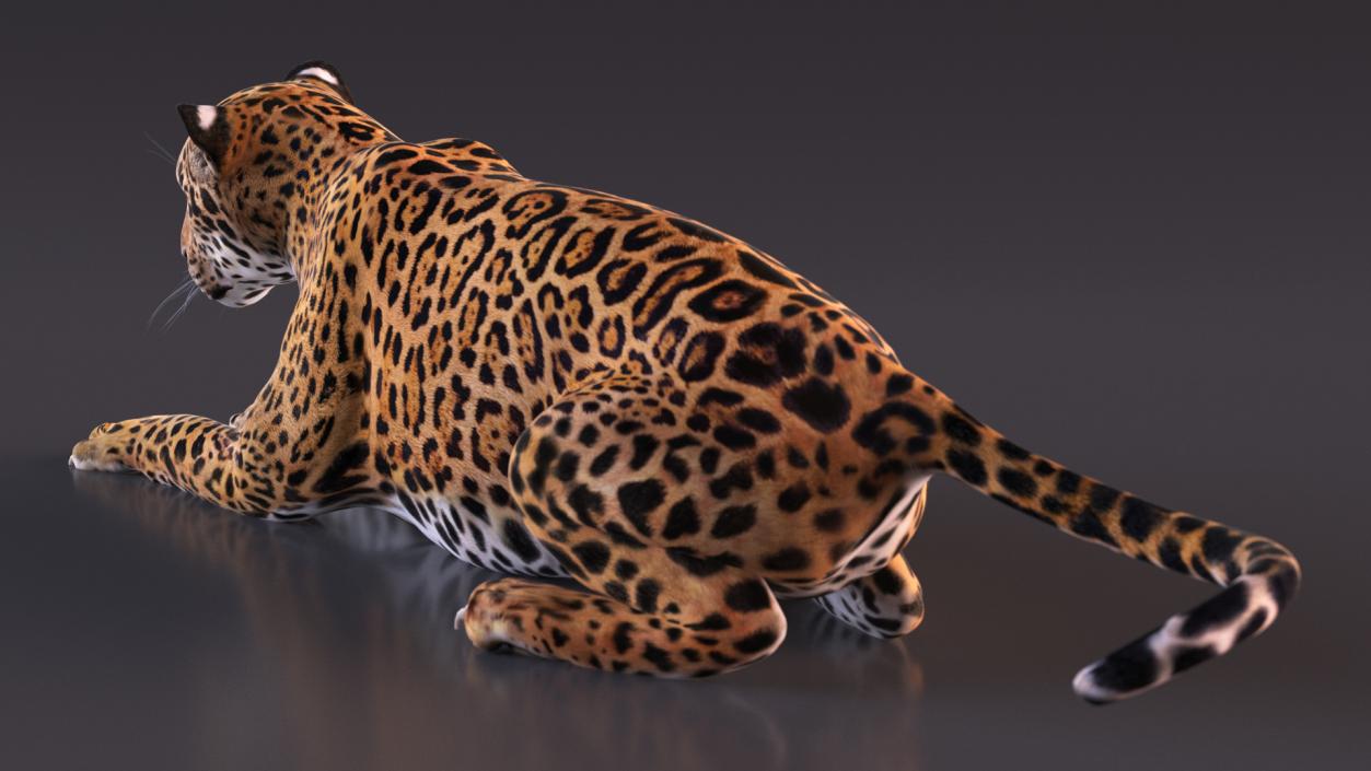 Jaguar Rigged for Cinema 4D 2 3D model