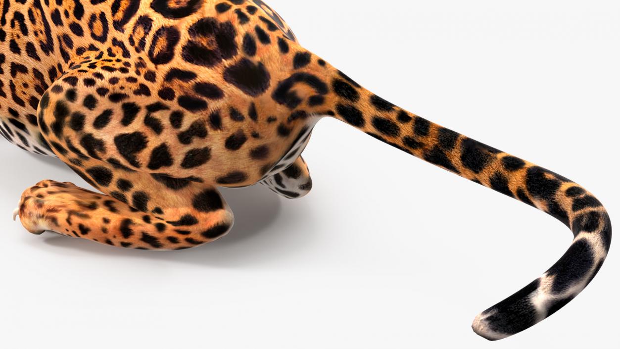 Jaguar Rigged for Cinema 4D 2 3D model