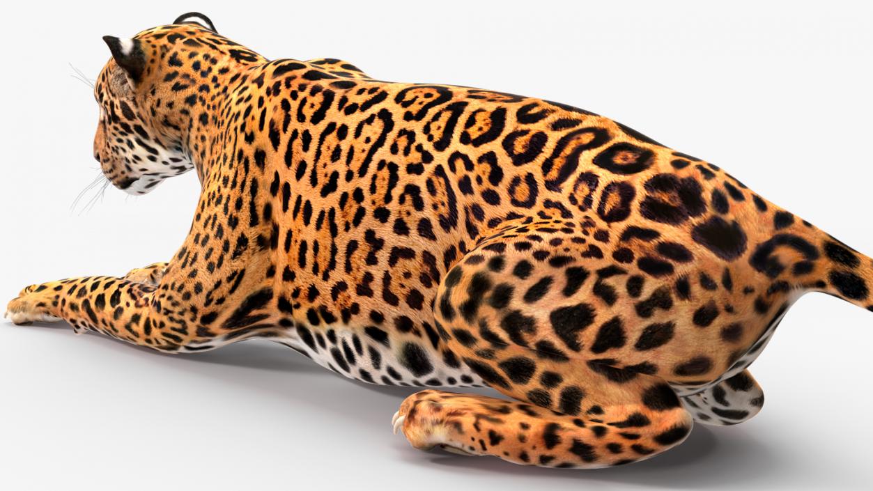 Jaguar Rigged for Cinema 4D 2 3D model