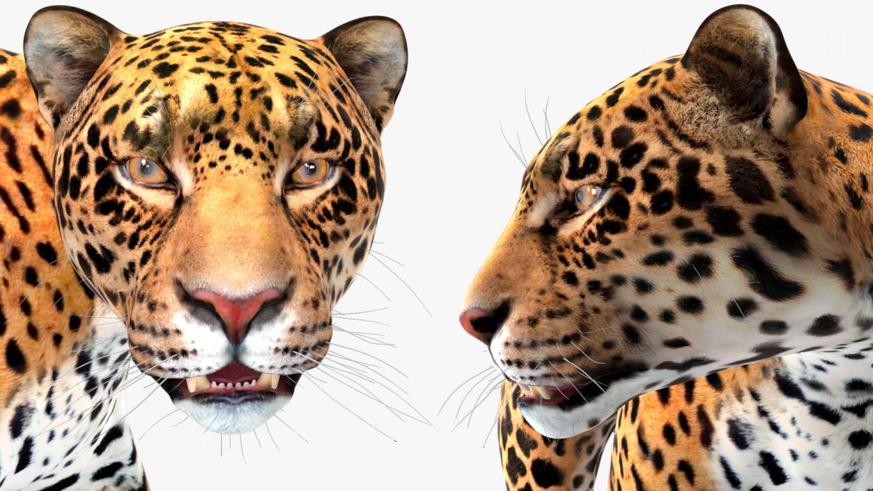 Jaguar Rigged for Cinema 4D 2 3D model