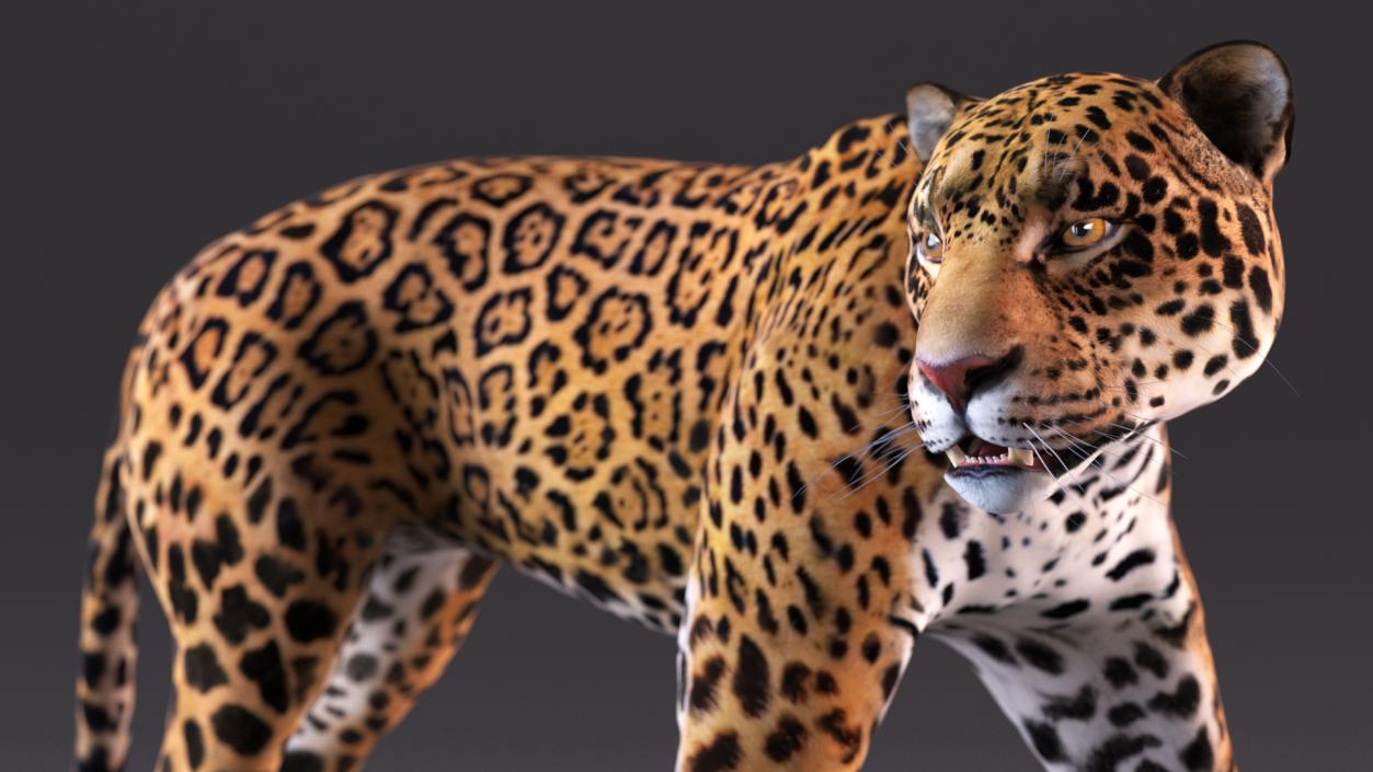 Jaguar Rigged for Cinema 4D 2 3D model